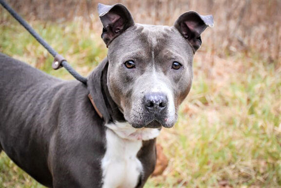 Pet of the Week